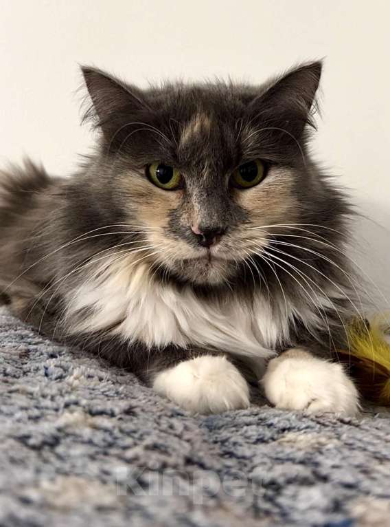 Кошки в Москве: Скромница Анфиса ищет дом Девочка, Бесплатно - фото 1