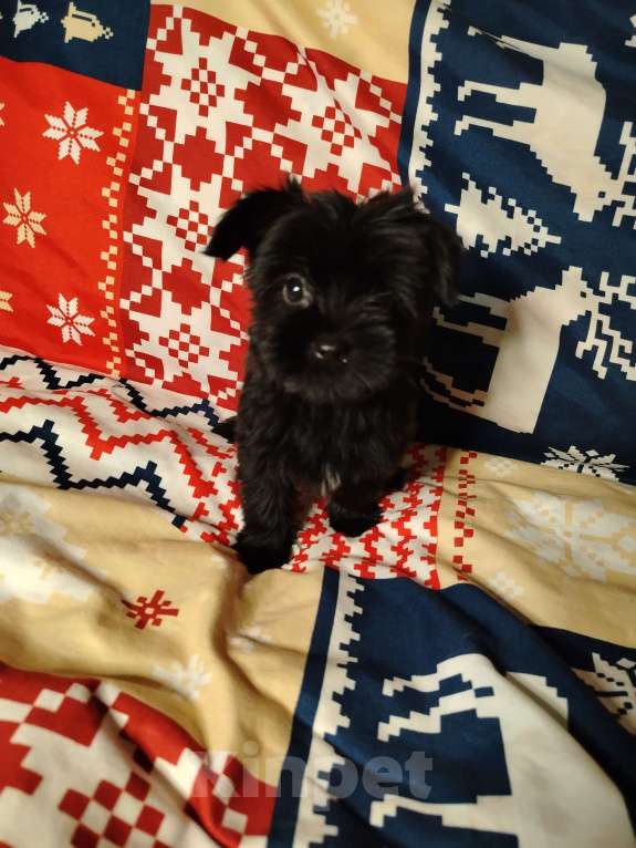 Собаки в Одинцово: Девочка мини  Девочка, 50 000 руб. - фото 2