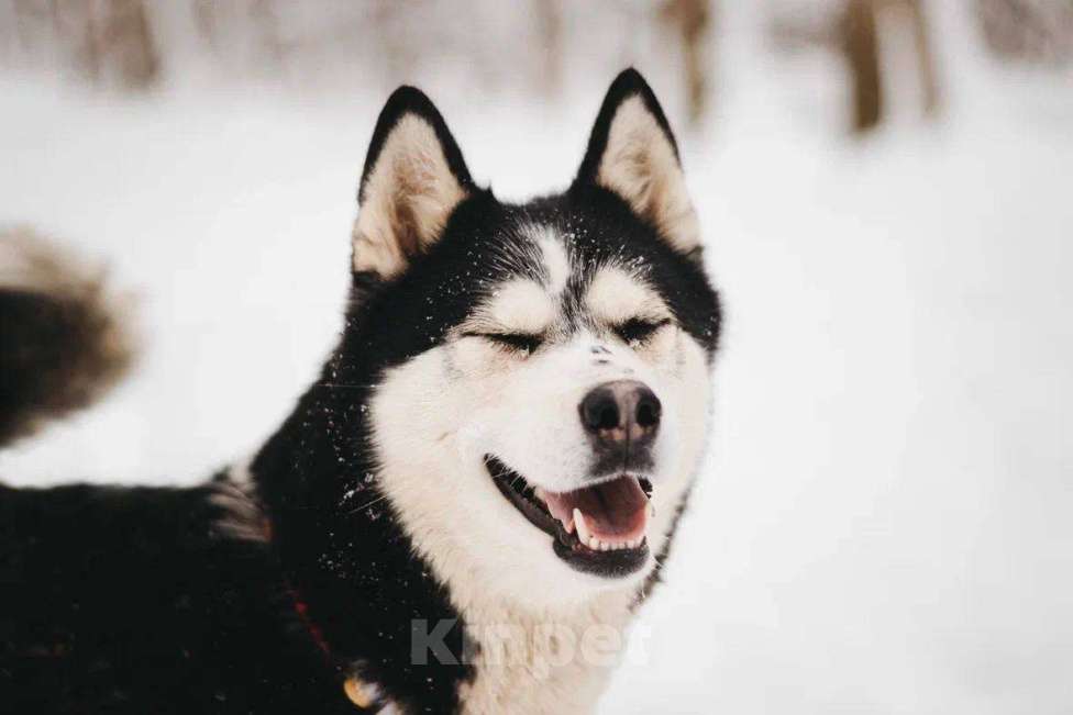 Собаки в Москве: Мива ищет дом Девочка, Бесплатно - фото 2