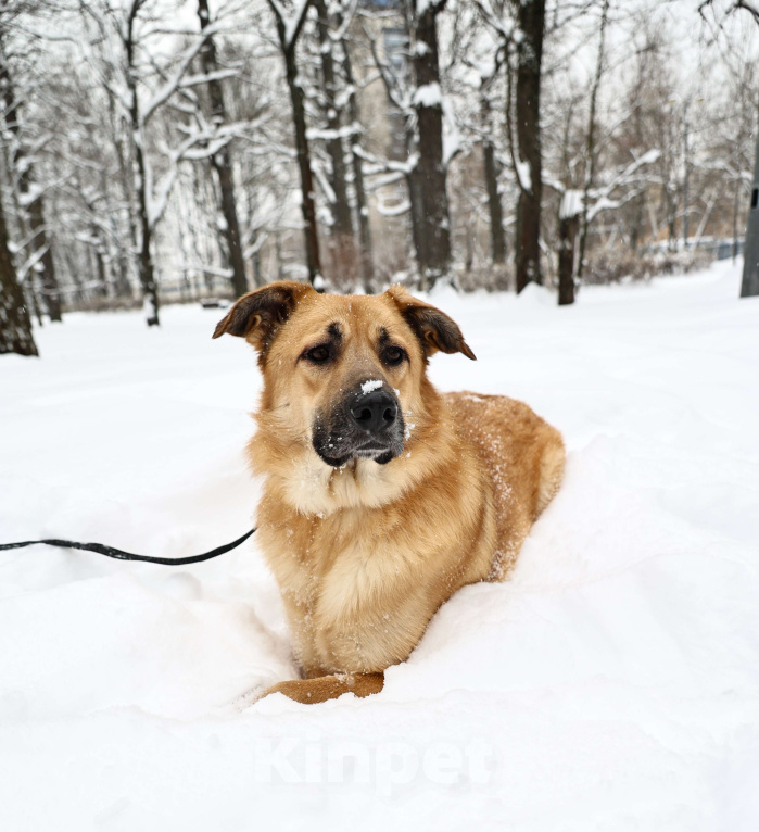 Собаки в Москве: Собака бесплатно Москва Мальчик, Бесплатно - фото 8