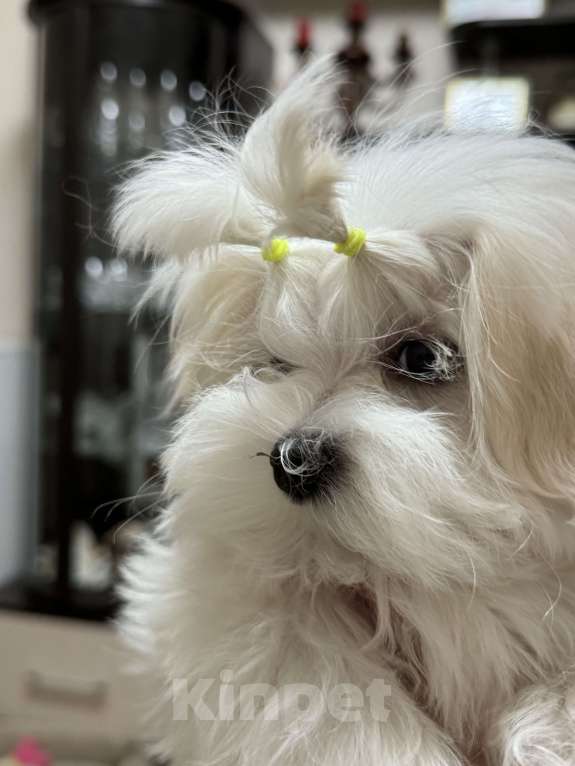 Собаки в Новосибирске: Мальтезе Девочка, Бесплатно - фото 5