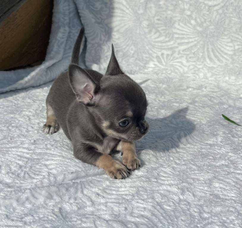 Собаки в Люберцах: Чихуахуа голубо-подпалая Девочка, 120 000 руб. - фото 1