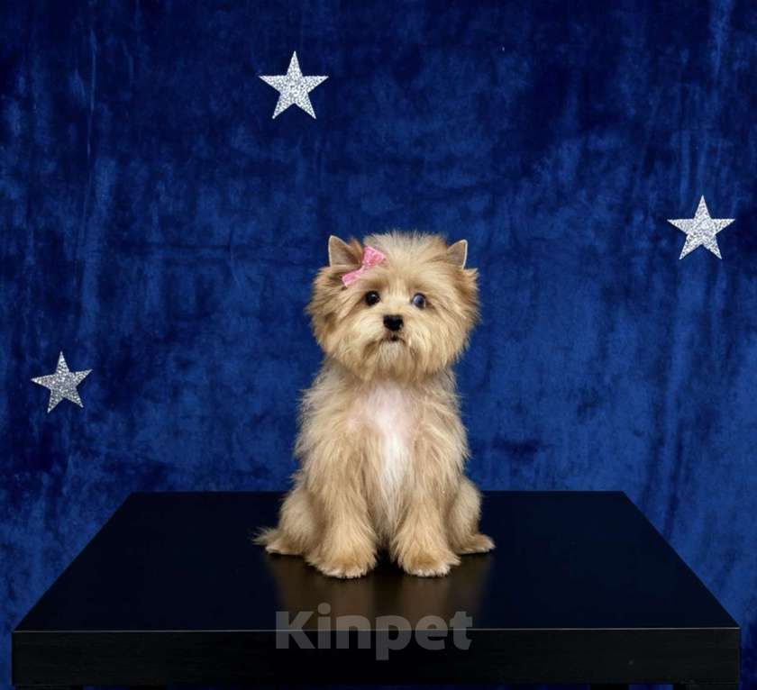 Собаки в Москве: Голубоглазый йорк мини девочка рыжая Девочка, 90 000 руб. - фото 1