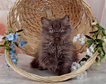 Кошки в Санкт-Петербурге: Британский котенок, девочка мулатка-шоколадка Девочка, 38 000 руб. - фото 10