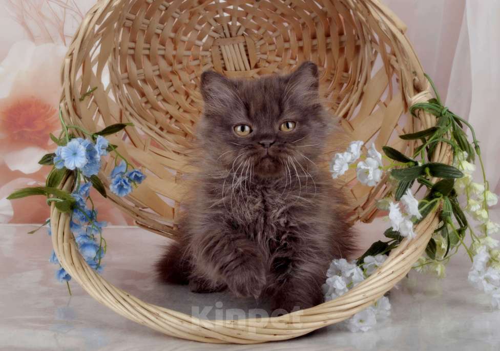 Кошки в Санкт-Петербурге: Британский котенок, девочка мулатка-шоколадка Девочка, 38 000 руб. - фото 10