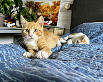 Кошки в Старом Купавне: Котята Мальчик, Бесплатно - фото 4