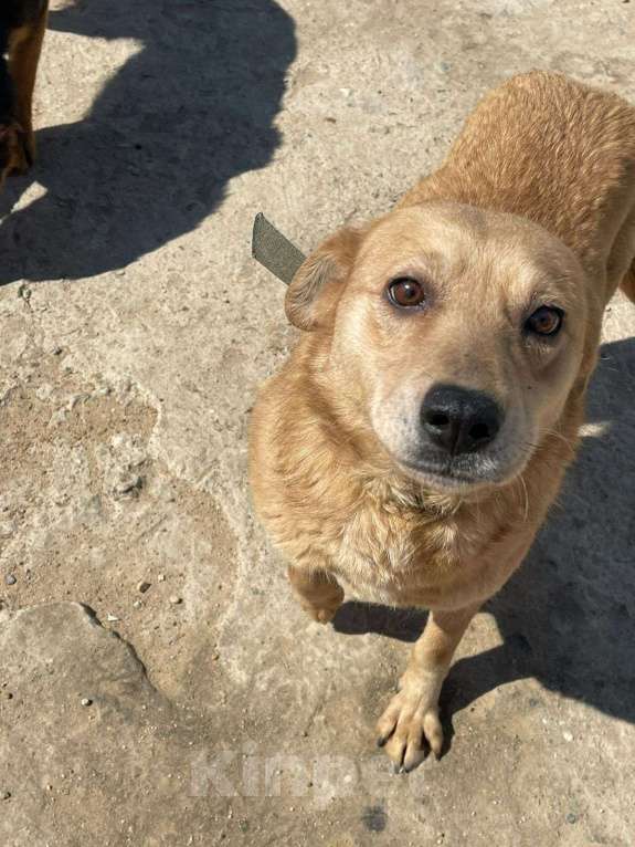Собаки в Владимире: Девочка в добрые руки Девочка, Бесплатно - фото 1
