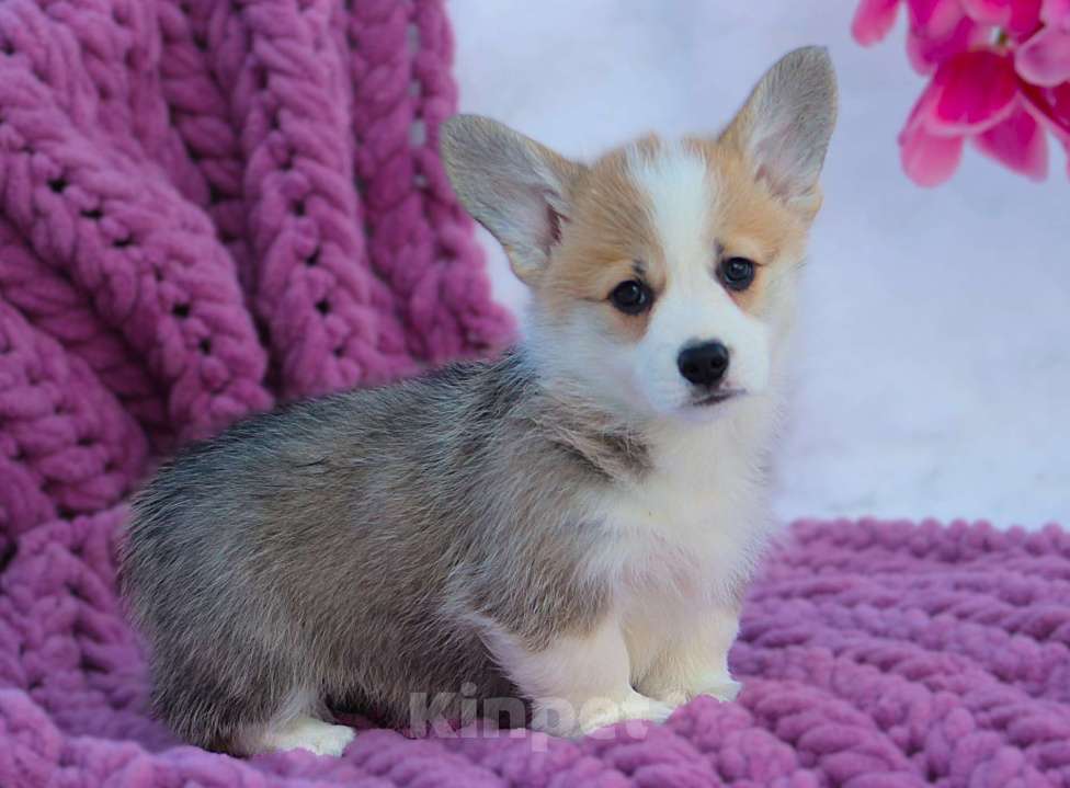 Собаки в других городах Московской области: сука вельш корги пемброк Девочка, 55 000 руб. - фото 1