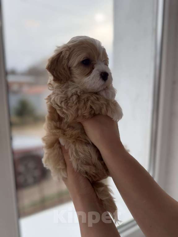 Собаки в Иваново: Той-пудель мальчик Мальчик, 90 000 руб. - фото 1