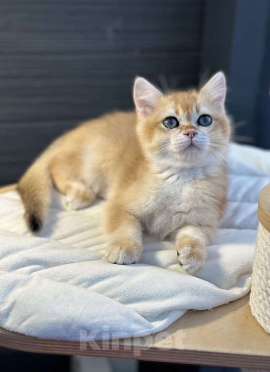 Кошки в Санкт-Петербурге: Шотландский котёнок Мальчик, 35 000 руб. - фото 1