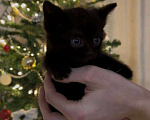 Кошки в Москве: котята ищут дом Мальчик, Бесплатно - фото 1