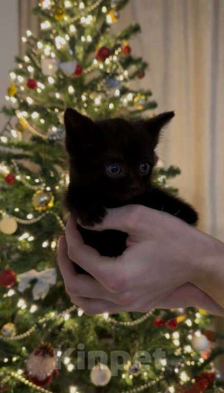 Кошки в Москве: котята ищут дом Мальчик, Бесплатно - фото 1