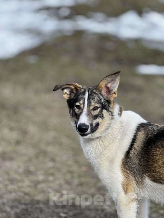 Собаки в Москве: Сильвия Девочка, Бесплатно - фото 8