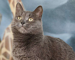 Кошки в Москве: Дымка - кошечка с изюминкой Девочка, Бесплатно - фото 1
