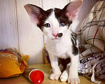 Кошки в Мытищах: Ориентальный котик Кмициц Мальчик, 40 000 руб. - фото 1