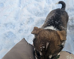 Собаки в других городах Ленинградской области: Щенок (сука) Девочка, 20 000 руб. - фото 3