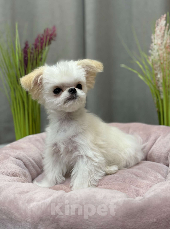 Собаки в Москве: Чакки.  Эксклюзивное микро. Мальчик, 150 000 руб. - фото 4