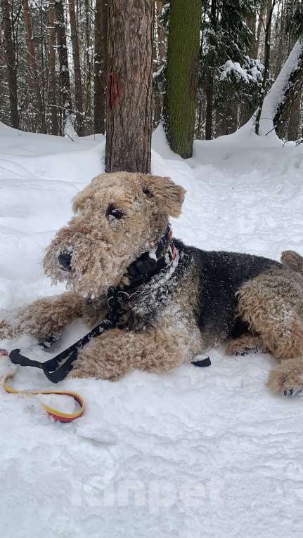 Собаки в Балашихе: Эрдельтерьер вязка Мальчик, Бесплатно - фото 2
