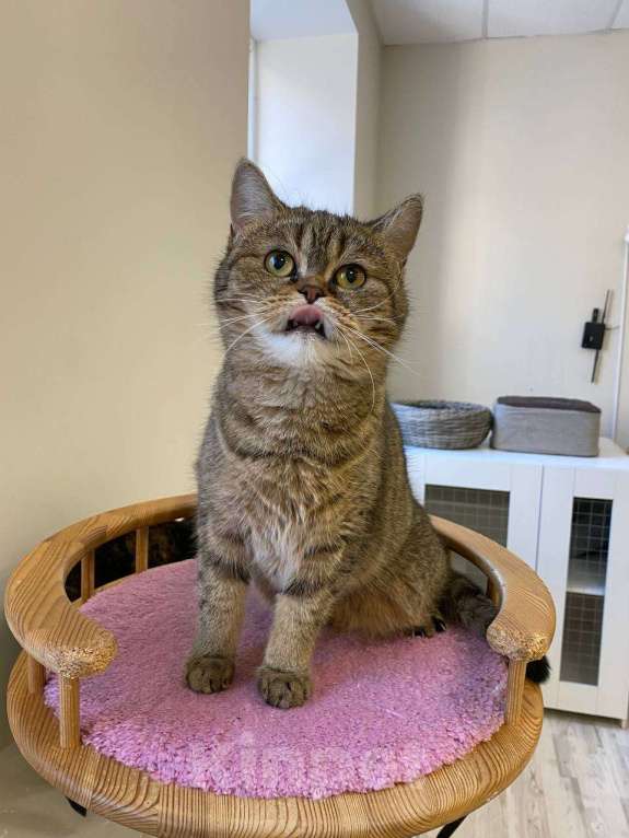 Кошки в Санкт-Петербурге: Сусанна - кошечка британского фенотипа ищет дом Девочка, Бесплатно - фото 4