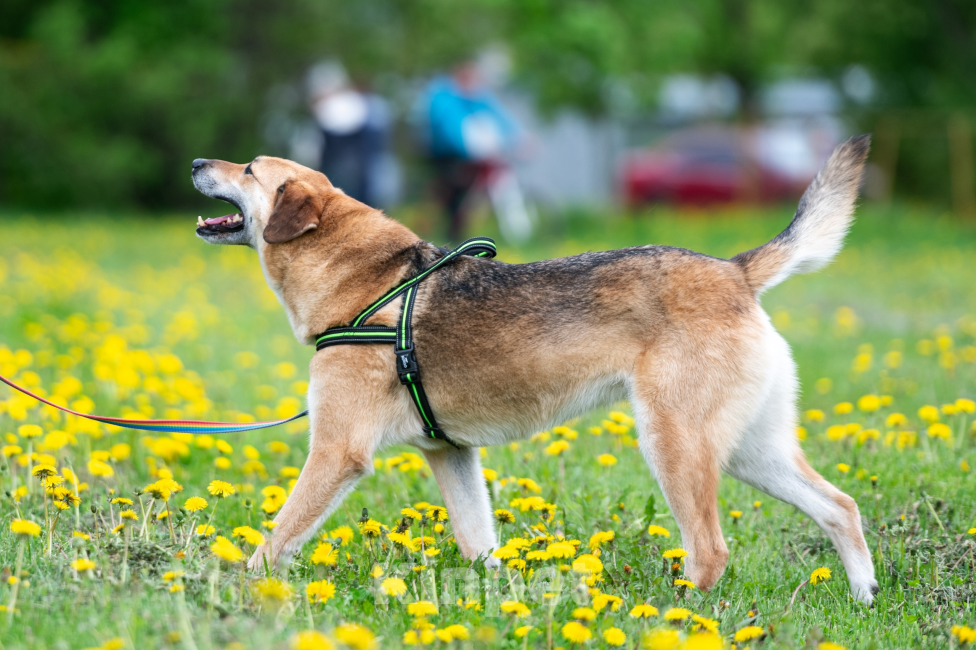 Собаки в Павловском Посаде: Собака в добрые руки  Девочка, Бесплатно - фото 4