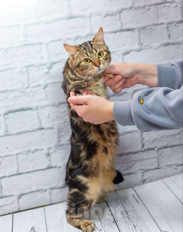 Кошки в Москве: Золотой кот ищет дом и лучшие ручки Мальчик, Бесплатно - фото 5