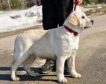Собаки в Задонске: Девочка Лабрадора Девочка, 50 000 руб. - фото 7