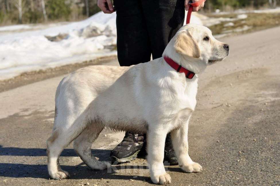 Собаки в Задонске: Девочка Лабрадора Девочка, 50 000 руб. - фото 7