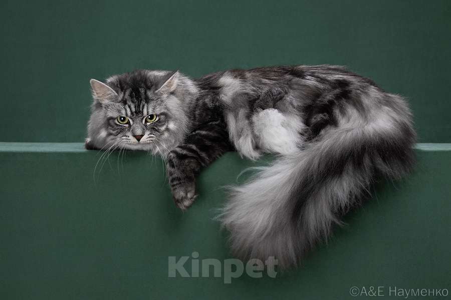 Кошки в других городах Московской области: Чудесный сибирский котик приглашает девочек на свидание. Мальчик, 25 000 руб. - фото 2