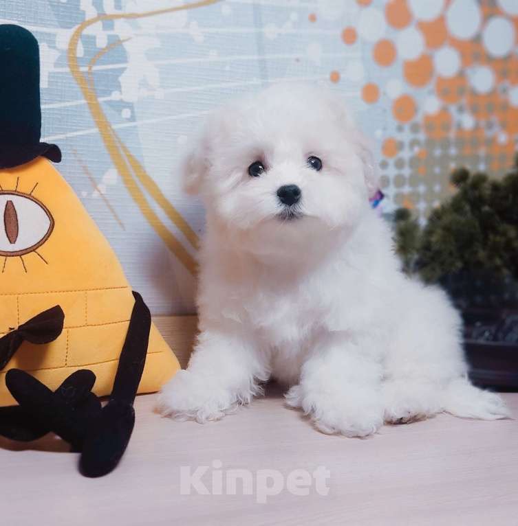 Собаки в Москве: Бишончик Девочка, 90 000 руб. - фото 1