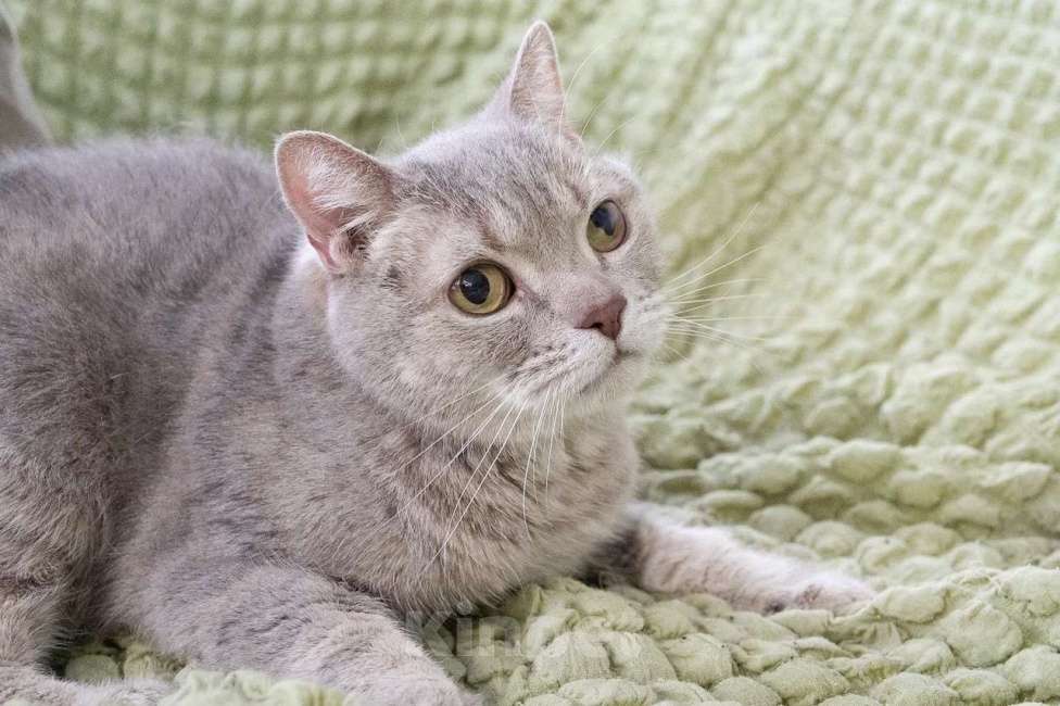 Кошки в Москве: Британский котик Веня ищет дом, в добрые руки  Мальчик, Бесплатно - фото 5