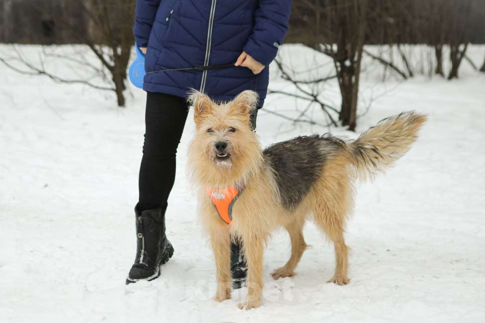 Собаки в Санкт-Петербурге: Кнопа очень ждёт семью Девочка, Бесплатно - фото 2