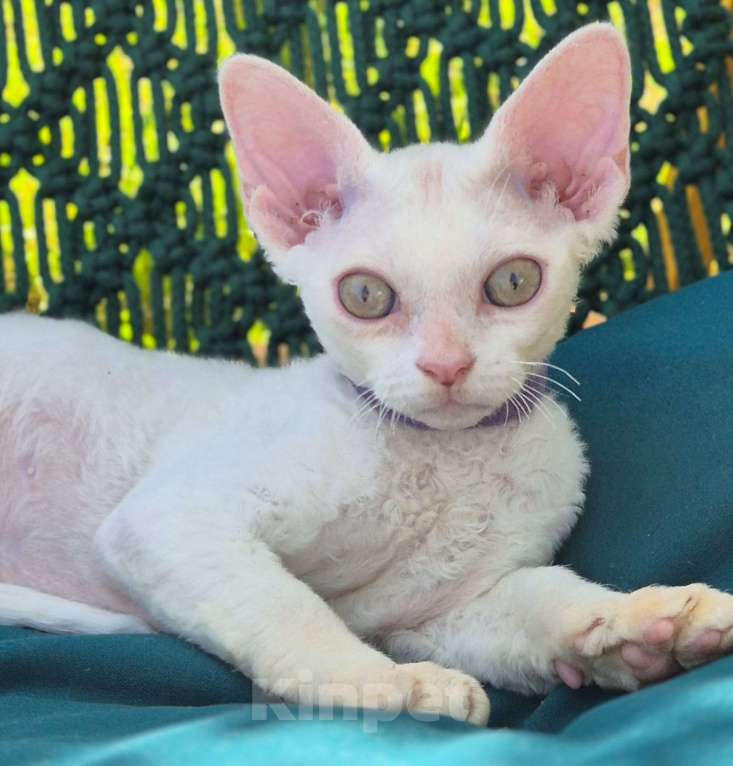 Кошки в Москве: Девон рекс -белый малыш Мальчик, 50 000 руб. - фото 2