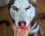 Собаки в Москве: Мелисса ищет дом: Собака в добрые руки Девочка, Бесплатно - фото 1