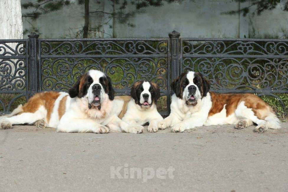 Собаки в Костроме: Щенки СЕНБЕРНАРА (Великан, Компаньон, Няня, Строж) Мальчик, Бесплатно - фото 10