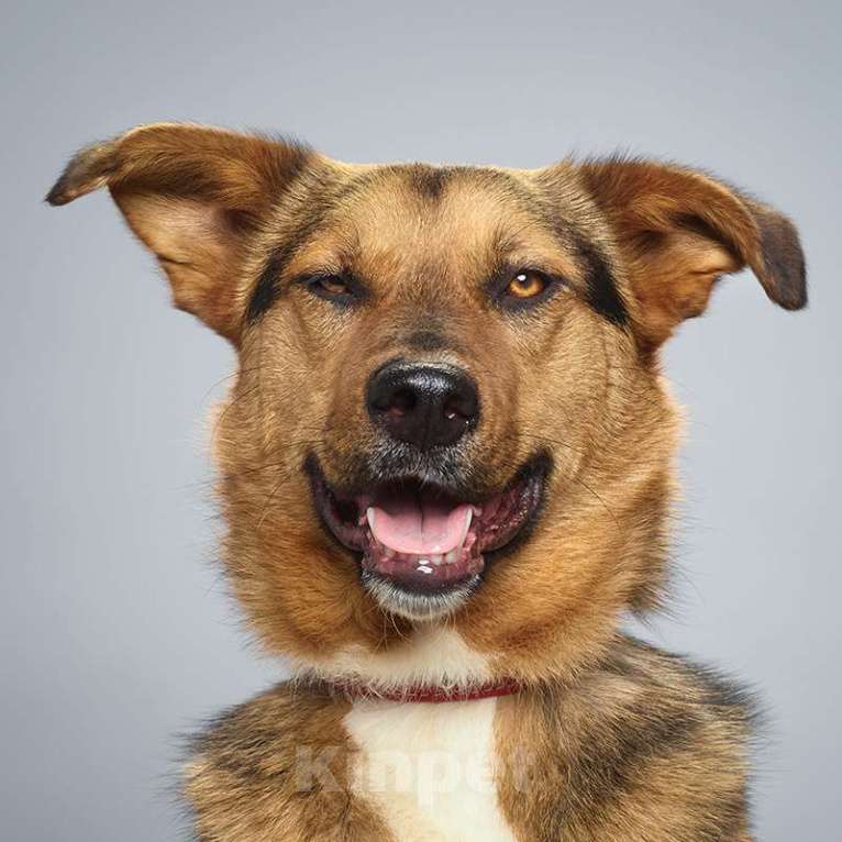 Собаки в Москве: Кристи Девочка, Бесплатно - фото 3