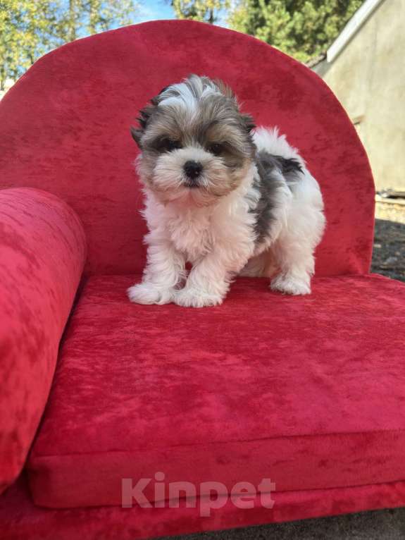 Собаки в других городах Московской области: Белый Мальчик, 35 000 руб. - фото 2