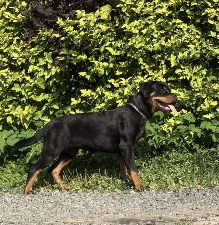 Собаки в других городах Ленинградской области: Питомник ротвейлеров предлагает щенка ротвейлера, суку Девочка, 60 000 руб. - фото 5