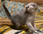 Кошки в Люберцах: Шотландская вислоухая девочка Девочка, 18 000 руб. - фото 2