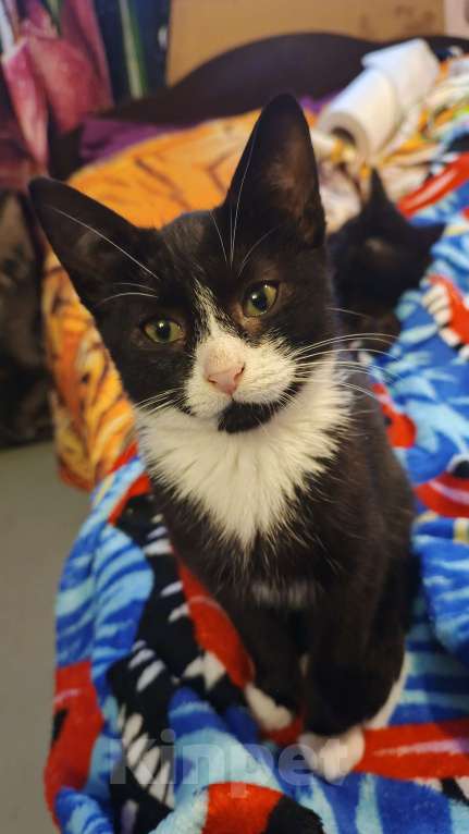 Кошки в Санкт-Петербурге: Сема Мальчик, Бесплатно - фото 1