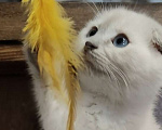 Кошки в Электростали: Шотландский вислоухий короткошёрстный котёнок Девочка, 15 000 руб. - фото 2