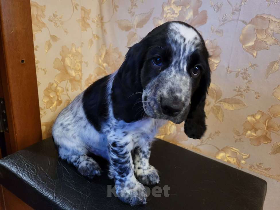 Собаки в Санкт-Петербурге: Продажа Разнополые, 35 000 руб. - фото 2