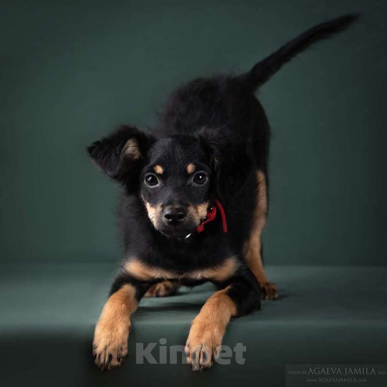 Собаки в Москве: Щенки мексиканской голой собаки (ксолоиткуинтли) Девочка, 10 000 руб. - фото 3