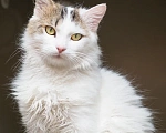 Кошки в Москве: Котик Милош Клыкович  Мальчик, Бесплатно - фото 3