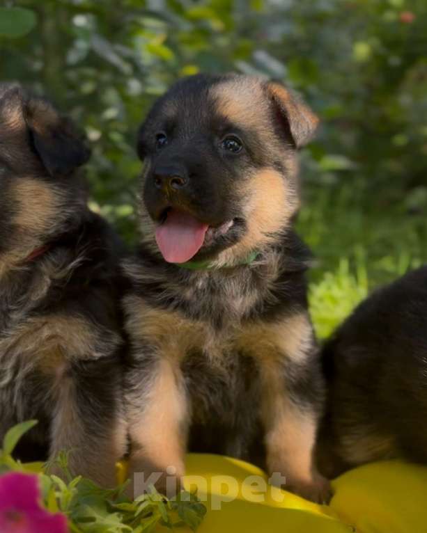 Собаки в Богдане: Щенки немецкой овчарки Мальчик, 50 000 руб. - фото 5