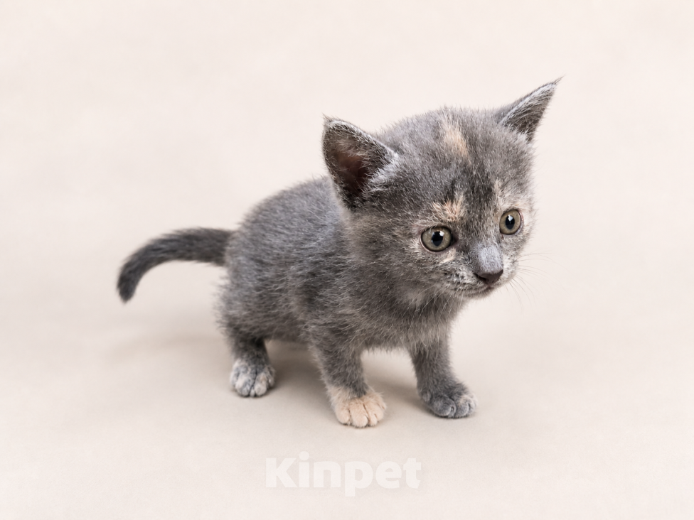 Кошки в Москве: Котенок в добрые руки Девочка, Бесплатно - фото 1