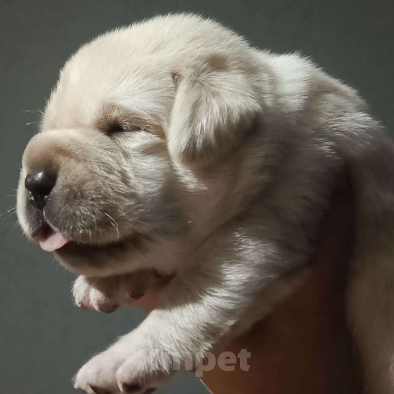 Собаки в Самаре: Щенки лабрадора  Мальчик, 50 000 руб. - фото 3