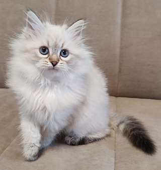 Девочка Кларисса