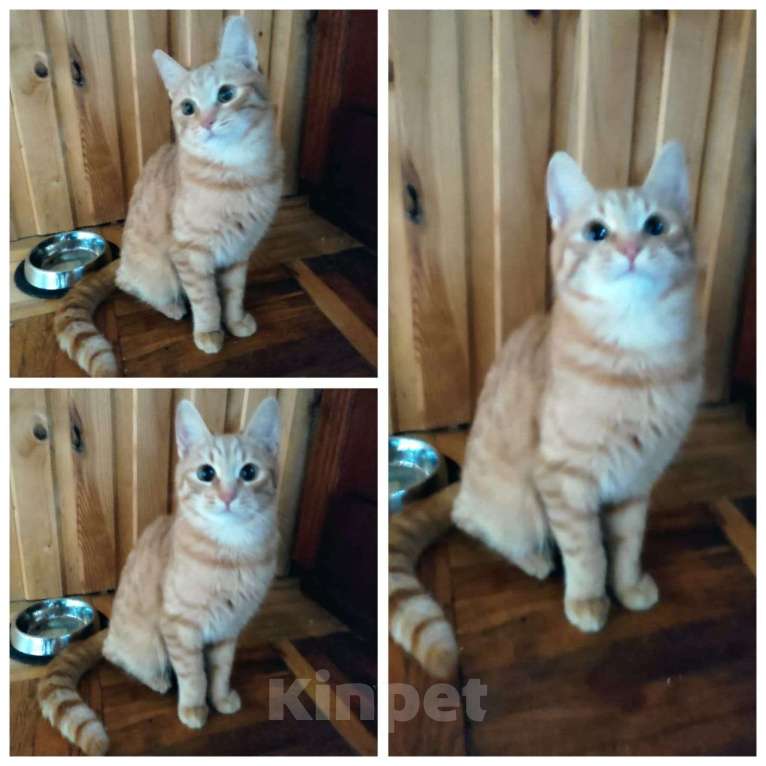 Кошки в Москве: Домовенок Кузя ищет семью Мальчик, Бесплатно - фото 3