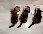 Кошки в Ялте: Особенные пушистые котятки Девочка, 3 руб. - фото 4
