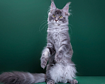 Кошки в Красногорске: Котенок  Девочка, Бесплатно - фото 4